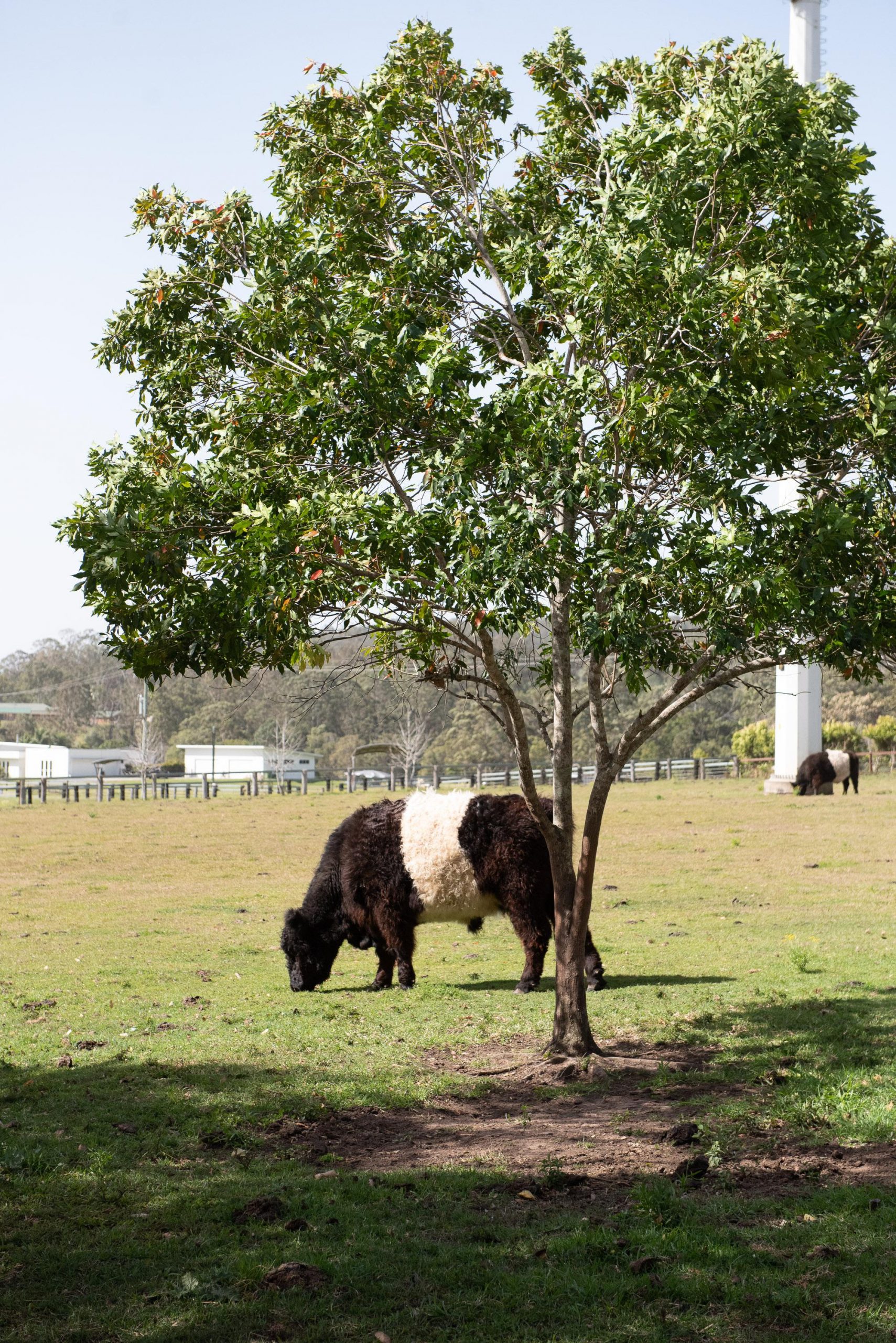 Gold Coast Tipi Hire Riverwood