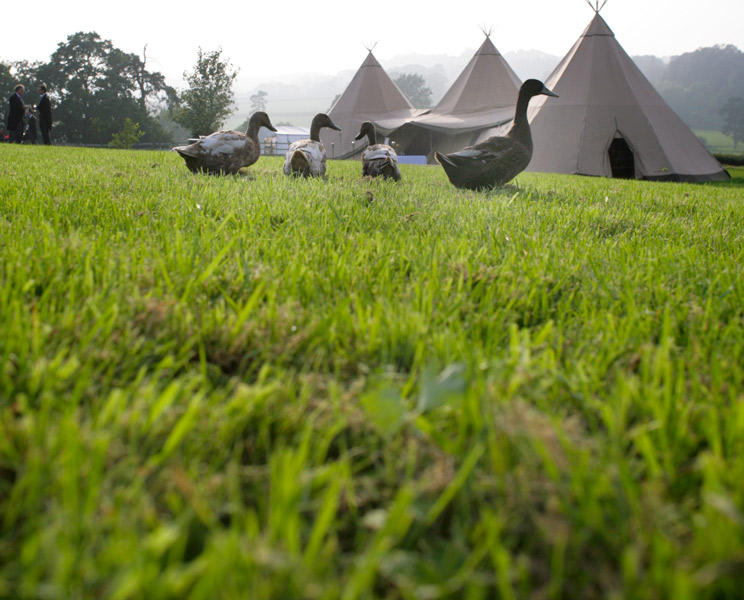 ducks, eco-friendly wedding, green wedding, tipi, marquee hire